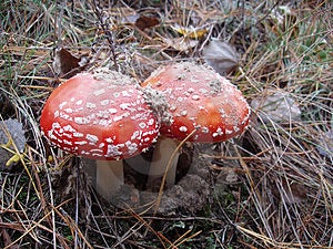 Mushroom Uneatable Stock Photos - Image: 827293