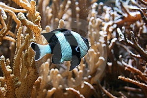 saltwater fish with black stripes