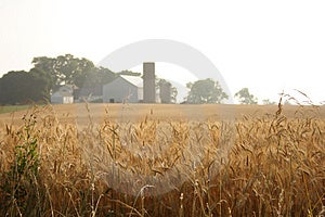 Farma za pšeničné pole.
